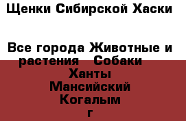 Щенки Сибирской Хаски - Все города Животные и растения » Собаки   . Ханты-Мансийский,Когалым г.